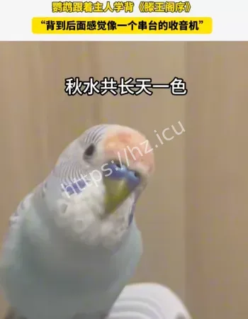 鹦鹉背诵兰亭集序开篇